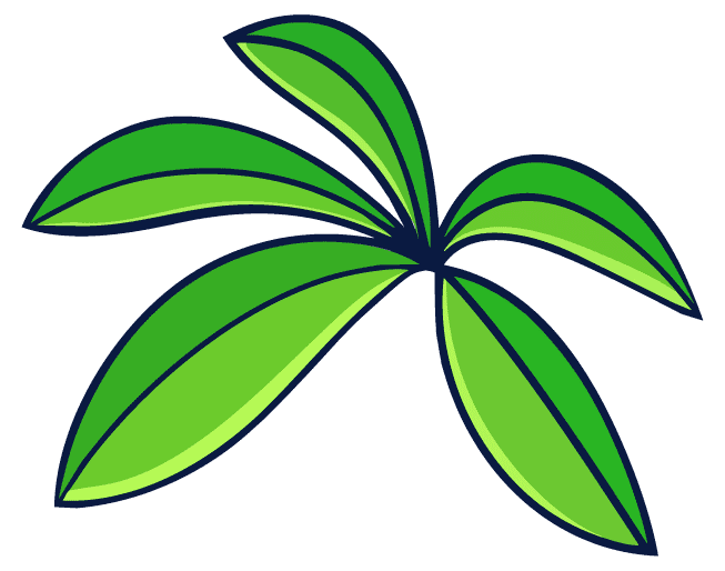 palm tree leaf